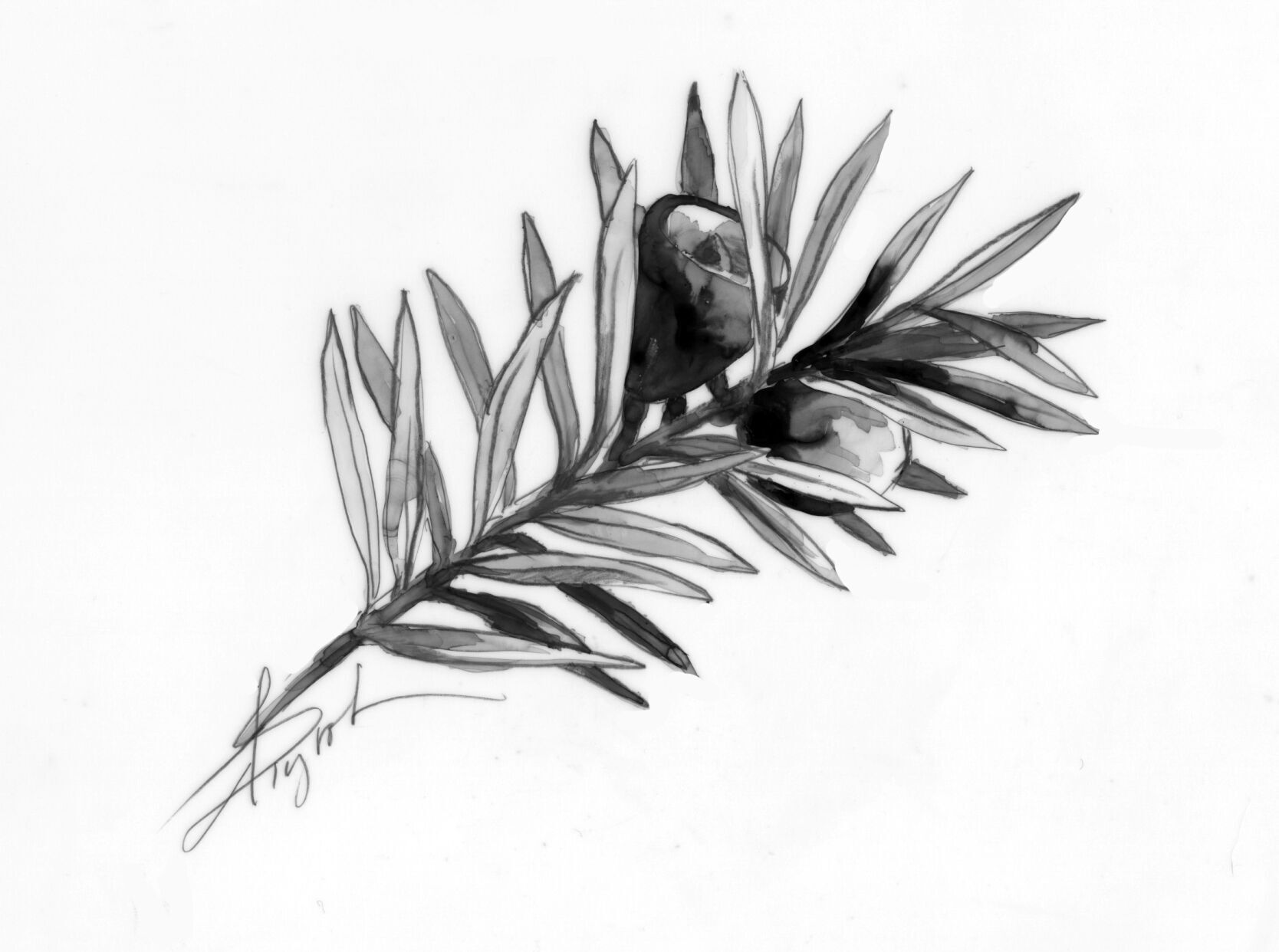 The Outside Story: Canada yew